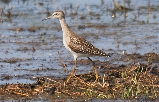 Limicoli da riconoscere